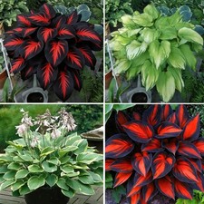 Hosta Seeds Red for Planting, 210 pcs Rare Hosta Flower Seeds Red and Black Pere