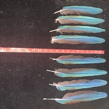 8 Macaw Tails Up To 12” Red Underneath