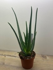 Aloe Vera Pflanze im 12er Topf Zimmerpflanze