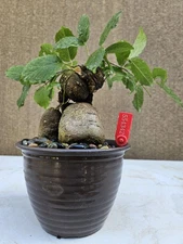 Old Cross-vine Bonsai Tree ,,, sale 