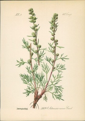 Chromolithographie : Zwergbeifuß. Artemisia nana Gaud. Compositae. Hallier, Dr. 