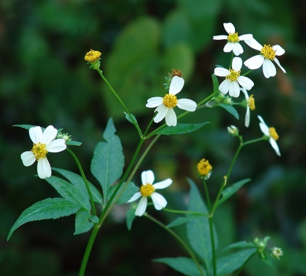 Spanish Needles (Bidens alba) 100 Seeds eBay