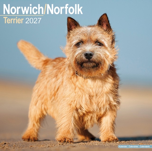 Norwich & Norfolk Terrier Calendar 2027, Wall Calendars, Month To View, Dogs, Gift - Image 2