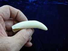 (G376-156) 3-1/4" GATOR Alligator Aligator Tooth TEETH for craft jewelry loose