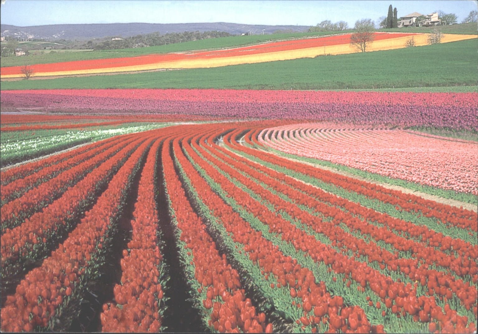 Provence France Tulip Fields Azur Riviera Postcard Scenic Landscape Flowers