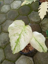 Real Picture Monstera Devil Monster Variegated 2 Leaves Rare Plant