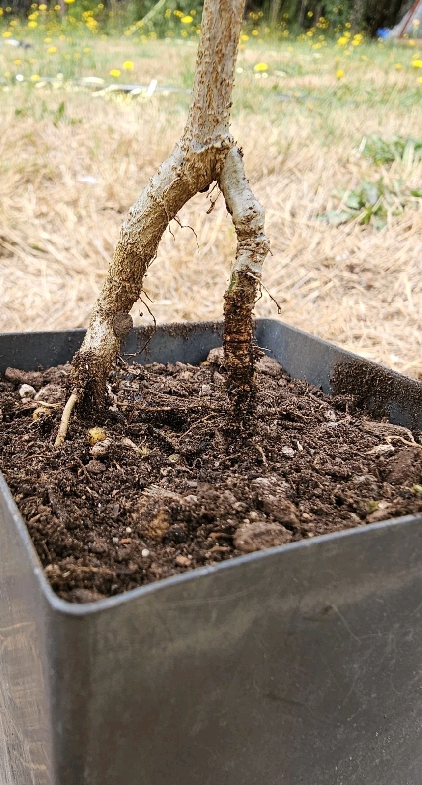 Acer Buergerianum Trident Maple Pre-Bonsai Starter Tree for Beginners-image
