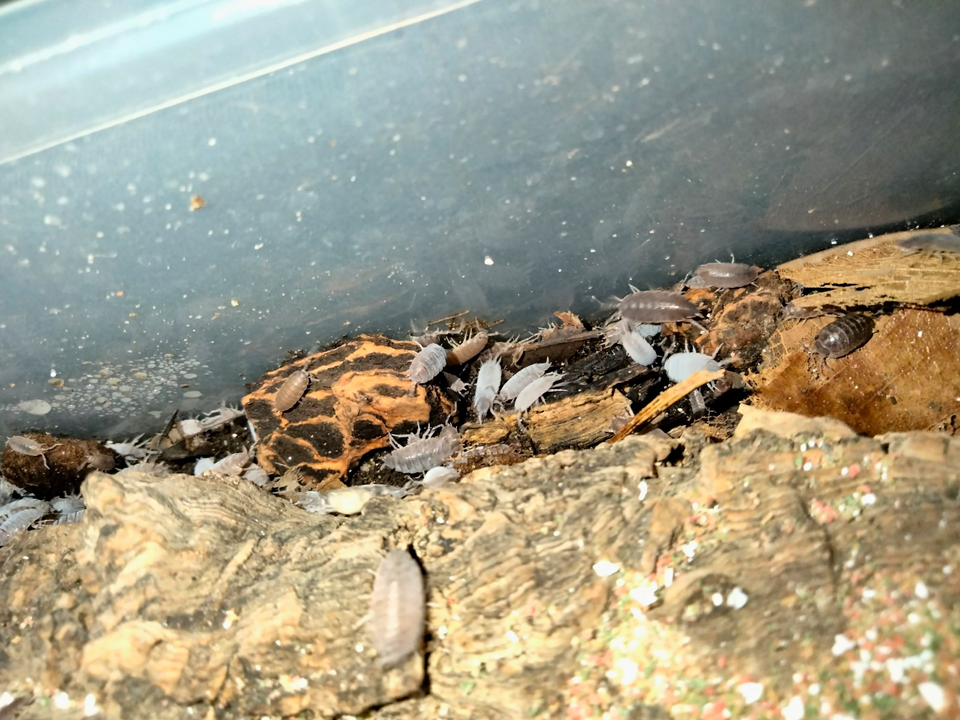 Live Powder Blue Isopods Colony | Bioactive Reptile Terrarium Cleanup ...