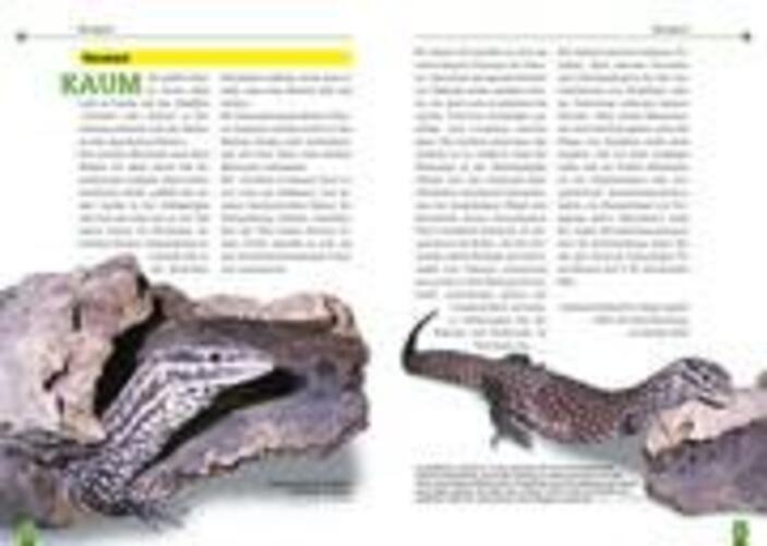 Thumbnail - Der Stachelschwanzwaran Varanus Acanthinurus Jürgen Lipfert (u. A.)