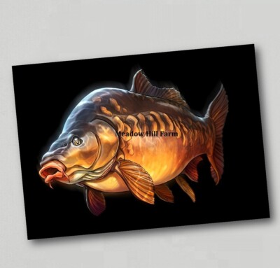 Fridge Magnet Common / Mirror Carp Freshwater Fish Coarse Fishing  (3)