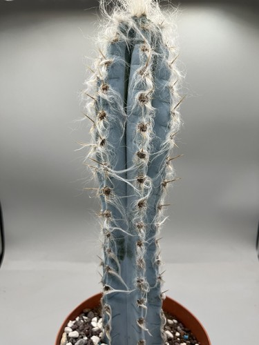 Pilocereus Azureus Vaso 14 Cm Altezza 25 Cm. Azzurro E Bianco, Colonnare - Imagen 4 de 4