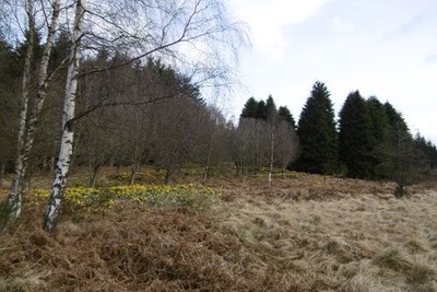 Foto 6x4 Narzissen, Slewdrum Waldbrücke von Canny Community Wald, c2017