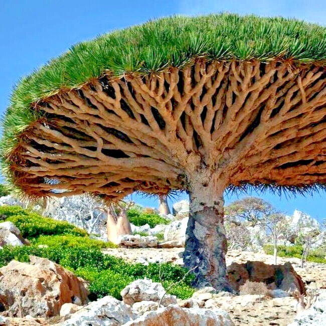 20 Dragon's Blood Tree Seeds (Dracaena draco) Exotic Canary Island Palm  Bonsai | eBay