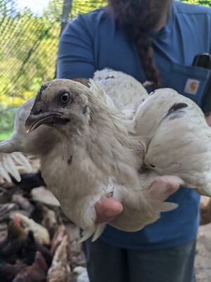 12 Zombie Chicken Hatching Eggs Ayam Cemani X White Leghorn F1 Autosexing 