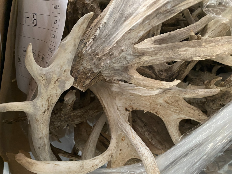 Bulk Deer Antlers Whole Racks – Grade B/C - For Crafts or Dogs | eBay