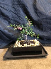 WEEPING CHERRY  BONSAI TREE  FLOWERS PINK ANO YELLOW  REAL CHERRIES