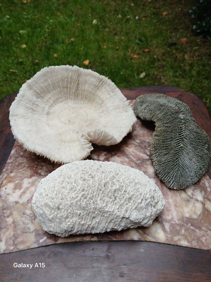 COLLECTION OF THREE WONDERFUL CORAL SPECIMENS - Image 2 of 4