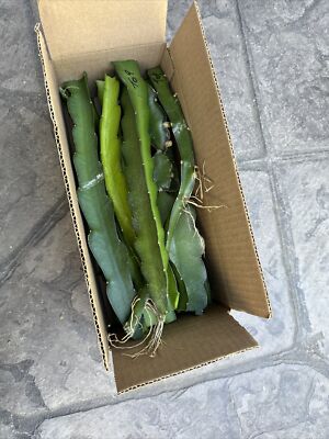 10 White Flush, Dragon Fruit  cuttings 8-14 inches long check The Dimensions ￼ ￼