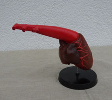 Modell Lehrmodell DDR Schulbedarf Herz ( 2 )