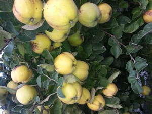 Quitten Apfelquitten Sind Reif 5 Kg Bio Quitten Ebay