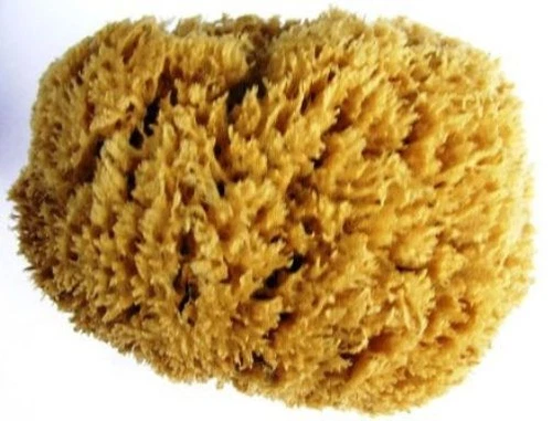 Large 15-16 cm Greek from island kalymnos nature sponge sea natural sponge