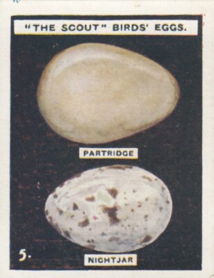THE SCOUT - ''Vögel Eier'' - 5. Rebhuhn, Nachtglas