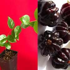 Surinam Cherry Black Eugenia Uniflora Pitanga PLANT Fruit Tree Potted 3-7"
