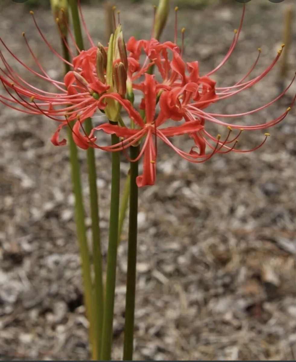 buy pencil cactus Euphorbia tirucalli 