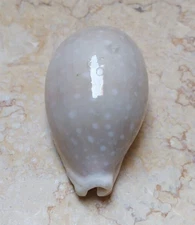 Cypraea camelopardalis wow laeg yhuge size superb lyncina red sea shell 86mm F++