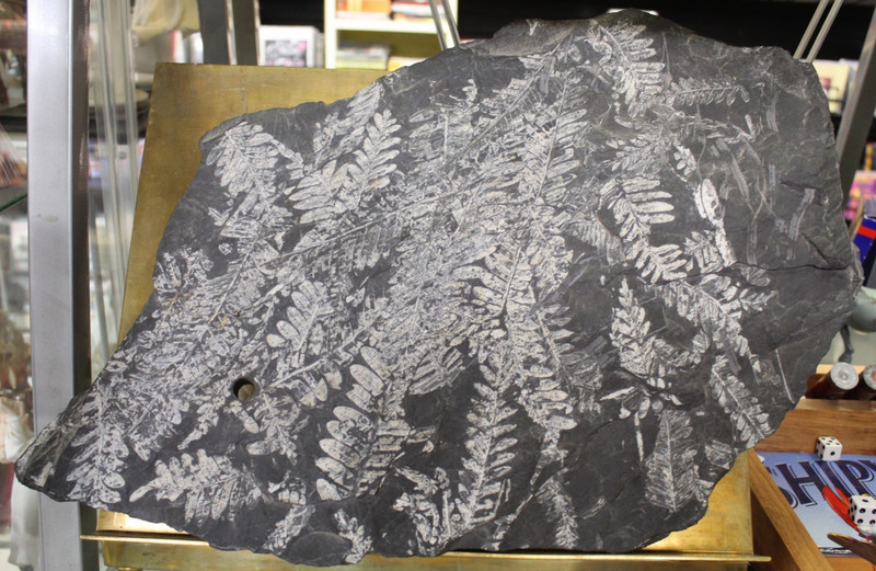 Rare White Fern Fossil Fern Plant Leaves-St Clair Carboniferous age 300 million