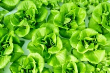 1000 BIBB BUTTERHEAD LETTUCE SEEDS |2026 SALE FREE SHIPPING NON GMO HEIRLOOM