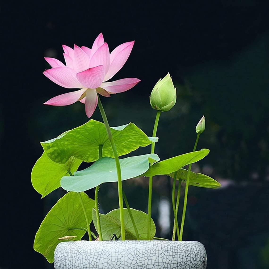 Easy-Grow 10pcs Mixed Color Lotus Seeds for Indoor and Outdoor