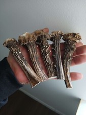 199.ROEBUCK  HORN BLANKS.KNIFE HANDLE MATERIAL.(NATURAL).