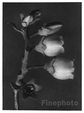 1929 Vintage KARL BLOSSFELDT Botanical Plant Blueberry Floral Original Photo Art