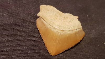 Hervorragender versteinerter Haizahn 7/10 Tausend Jahre alt gefunden in England. L127p