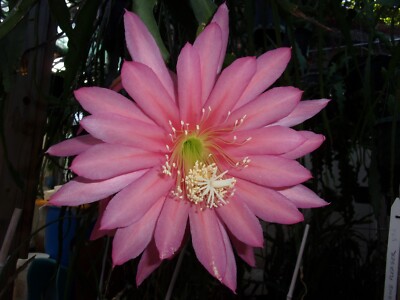 Epiphyllum  '' FUSAE NAKANISHI '' Cutting