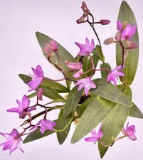 Dendrobium KINGIANUM species FRAGRANT miniature flower orchid. EASY to grow