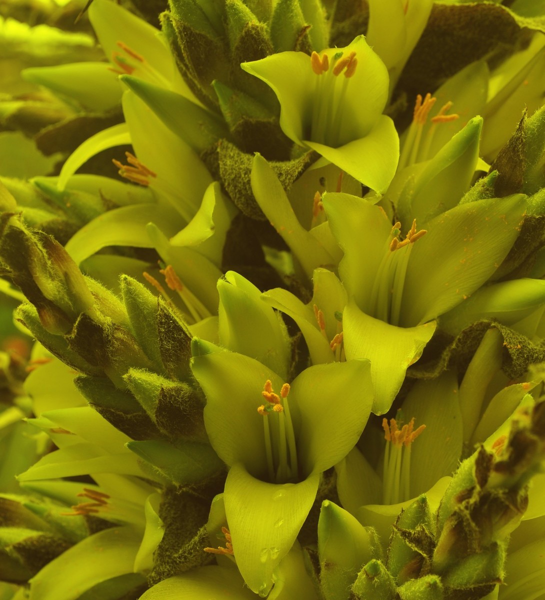 SAMEN GELBE BROMELIE Puya chilensis schne Blten kltetolerant Garten  Balkon | eBay