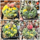 Astrophytum asterias 'Kikko' f.variegata mix 10seeds 2026 year