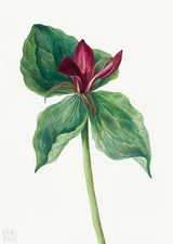 Botanical Plant Illustration - Whippoorwill Flower (Trillium H.) Art Print