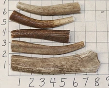 5 #1 Elk Antler Dog Chew Treats