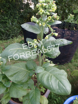 mapacho tobacco AZTEC MAPACHO INDIAN TOBACCO SEEDS BULK 5000+ NICOTIANA RUSTICA Makhorka
