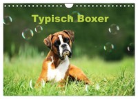 Typisch Boxer (Wandkalender 2027 Din A4 Quer), Calvendo Monatskalender