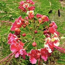 PINK PRIDE OF BARBADOS, Mexican EXOTIC FLOWER Caesalpinia Pulcherrima 120 seeds