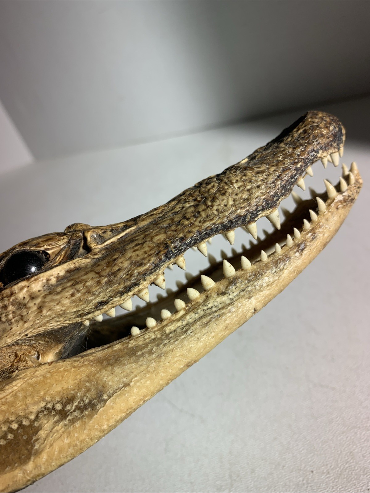 Vintage Small Alligator Head Taxidermy Authentic 6” Long