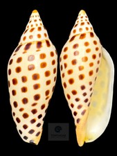 Scaphella mercedesae &ndash; 108.5 mm &ndash; TSC #0516VOL-TSC