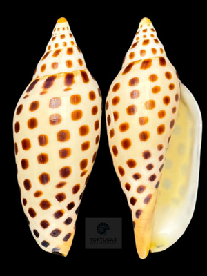 #ad Scaphella mercedesae – 108.5 mm – TSC #0516VOL TSC $300.00