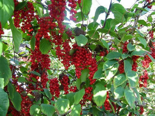 Schisandra chinensis, 5 Flavor Cherry Wu-Wei-Zi, Magnolia Vine - 10 Sementes - Picture 4 of 9