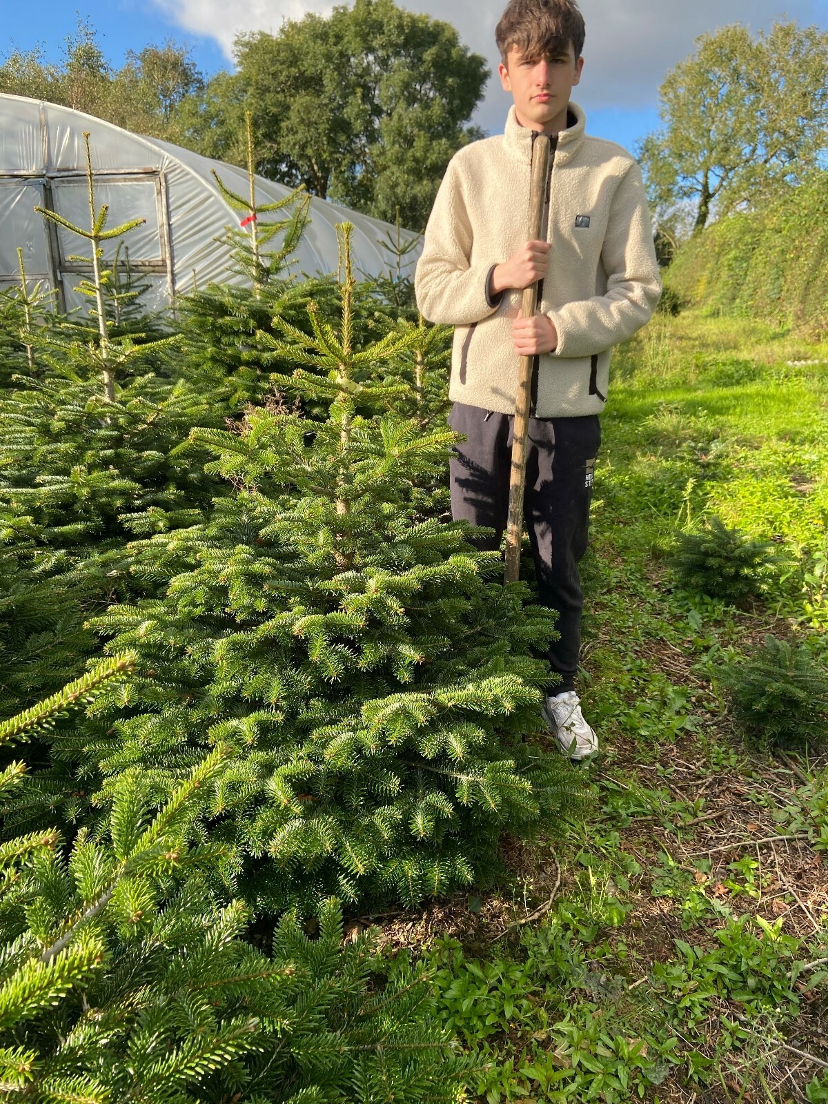 Presale a Real 4ft Nordman Fir Christmas tree Real cut 4ft Christmas