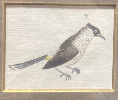 1786 Hand-Colored Ornithology  CU Engraving  - Yellow-Vented Fly Catcher - Bird